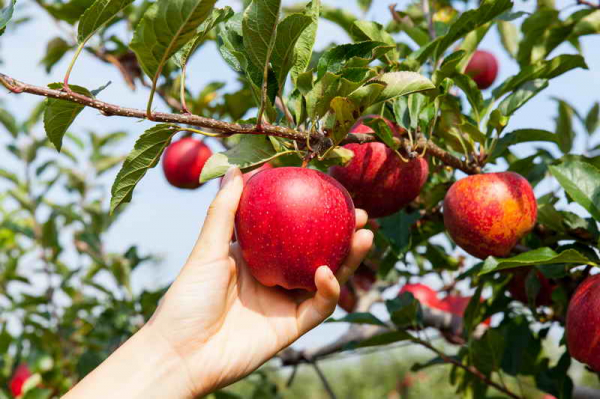 Как организовать грамотный уход за яблоньками, чтобы добиться высокого урожая
